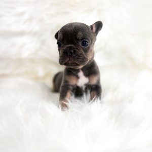Nova 3
