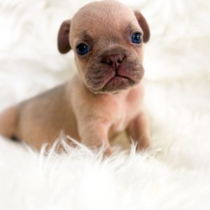 Rocco 1