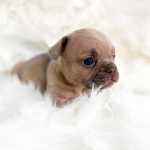 Rocco 2