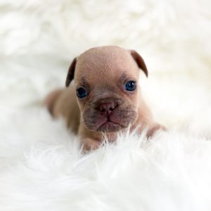 Rocco 3